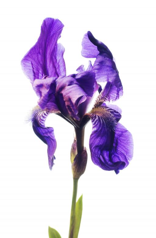 Free stock image of flower created by 2happy