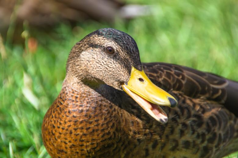 Free stock image of duck created by 2happy