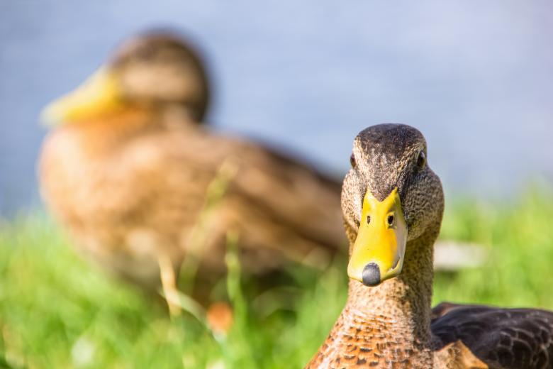 Free stock image of duck created by 2happy