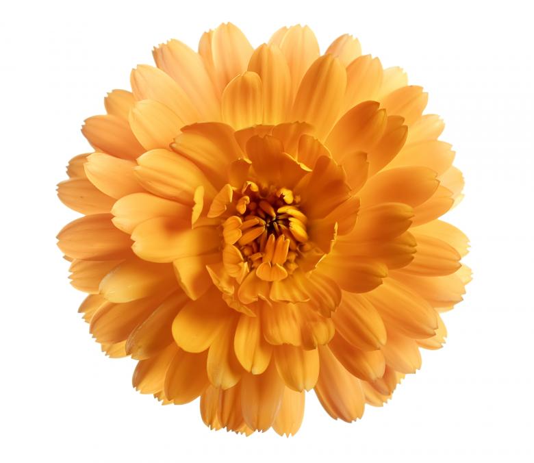 Free stock image of flower created by 2happy