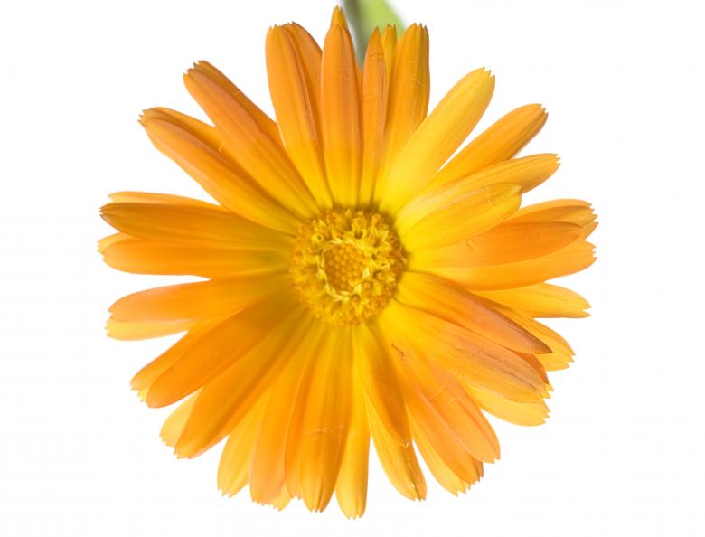 Free stock image of flower created by 2happy