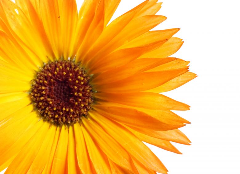 Free stock image of flower created by 2happy