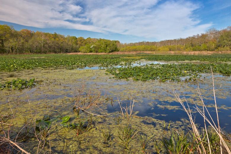 Free stock image of McKee-Beshers Marsh created by Nicolas Raymond