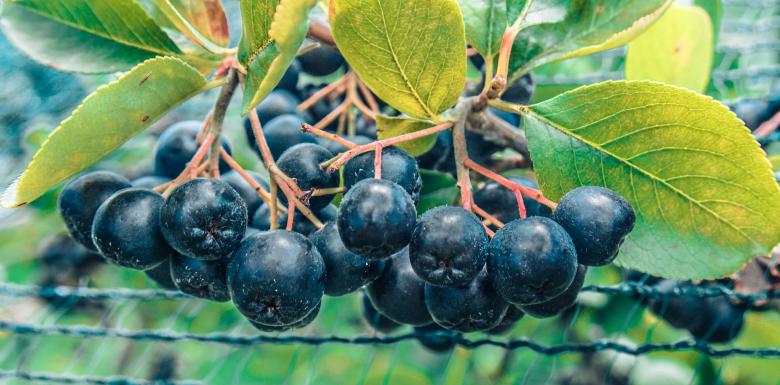 Free stock image of Aronia berries created by Alen