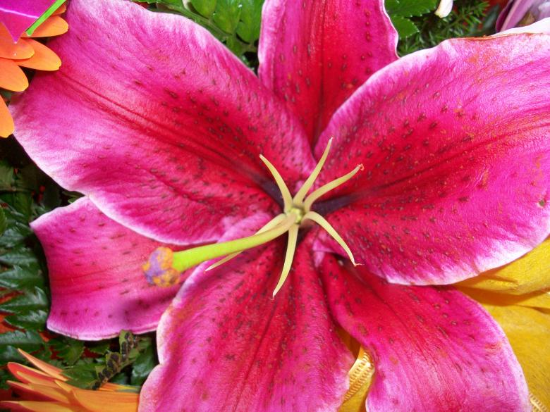 Free stock image of Colombian Lilium created by Pamela Escobar