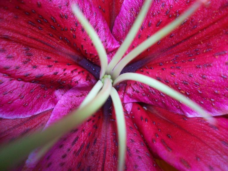 Free stock image of Lilium's inside texture created by Pamela Escobar