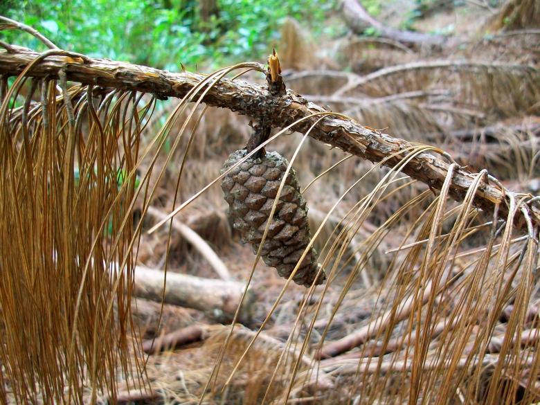 Free stock image of Pinecone created by Pamela Escobar