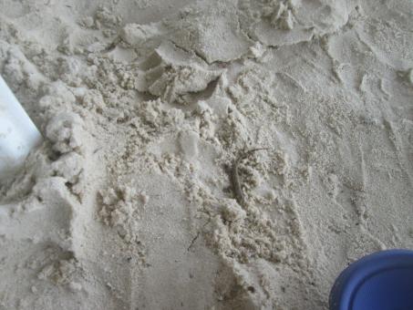 Lizard in the Sand - Free Stock Photo