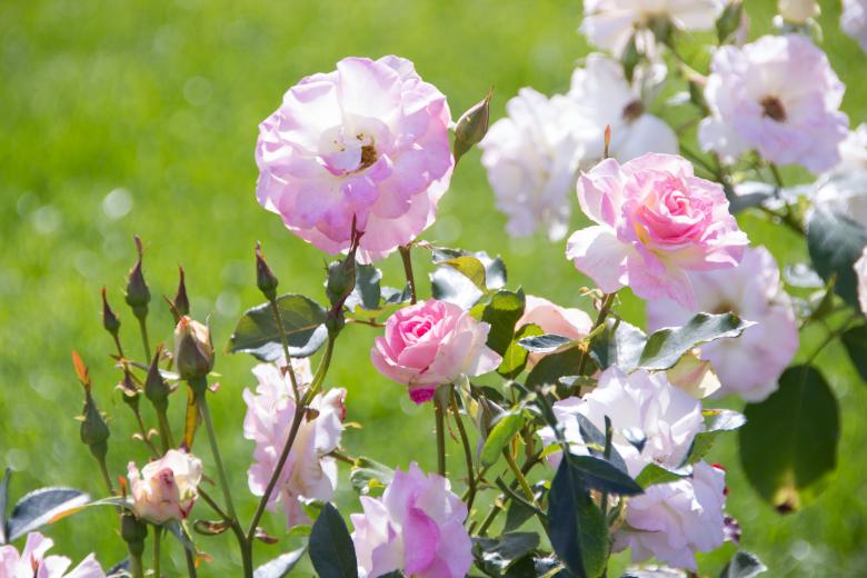 Free stock image of Roses created by 2happy