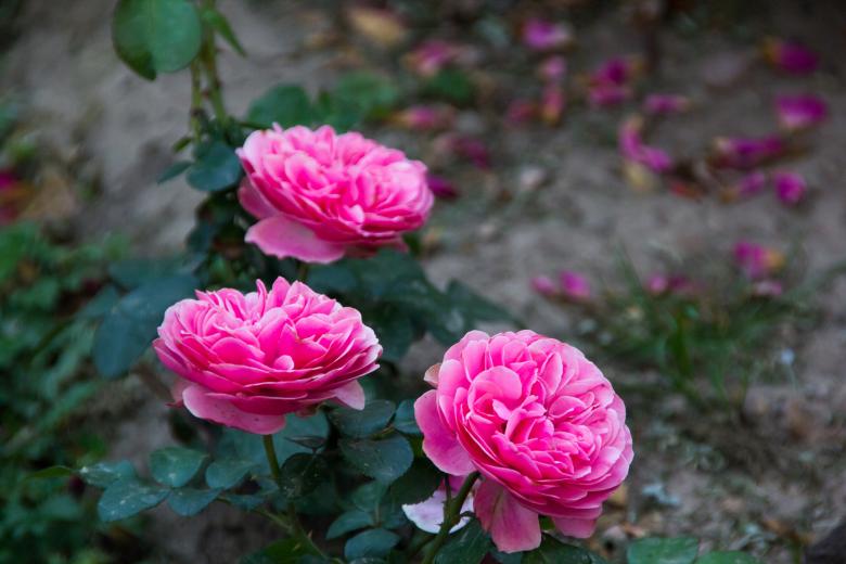 Free stock image of Roses created by 2happy