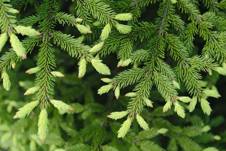 Free stock image of Spruce tips created by Mikhail