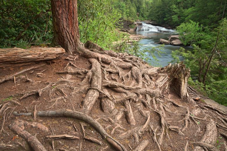 Free stock image of Nested Forest Stream - HDR created by Nicolas Raymond