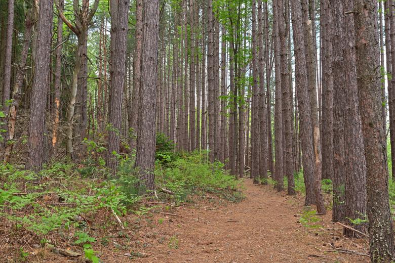Free stock image of Cranesville Swamp Pine Trail - HDR created by Nicolas Raymond