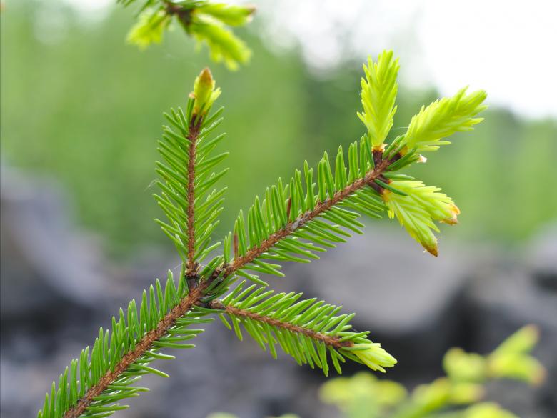 Free stock image of Spruce tips created by Mikhail
