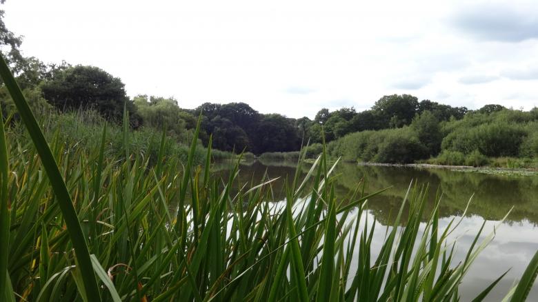 Free stock image of Pond in Southampton created by Wady Galfskiy