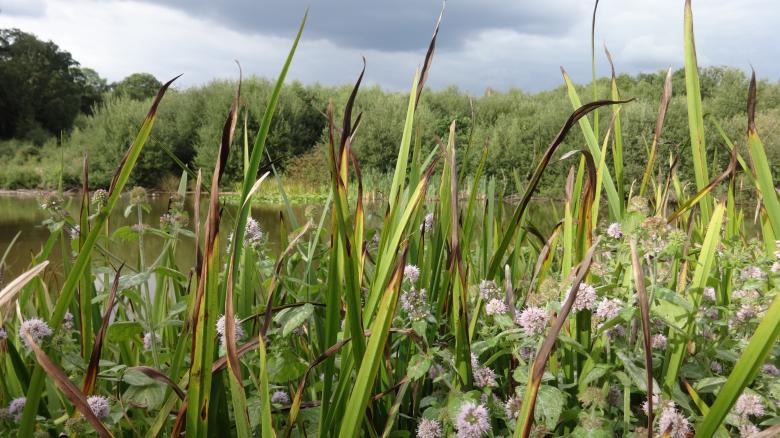 Free stock image of Plants in a Pond in Southampton created by Wady Galfskiy