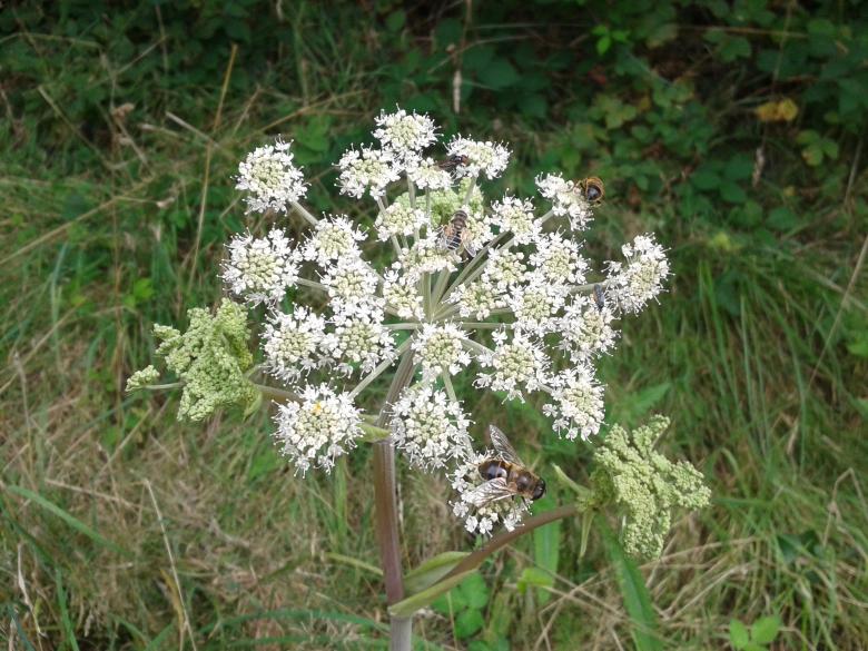Free stock image of White Plant created by TelUrban