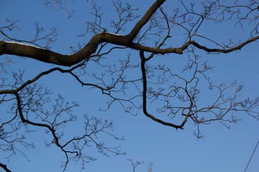 Free Stock Photo of Tree Branch