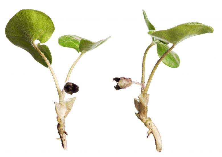 Free stock image of Green Plants created by 2happy