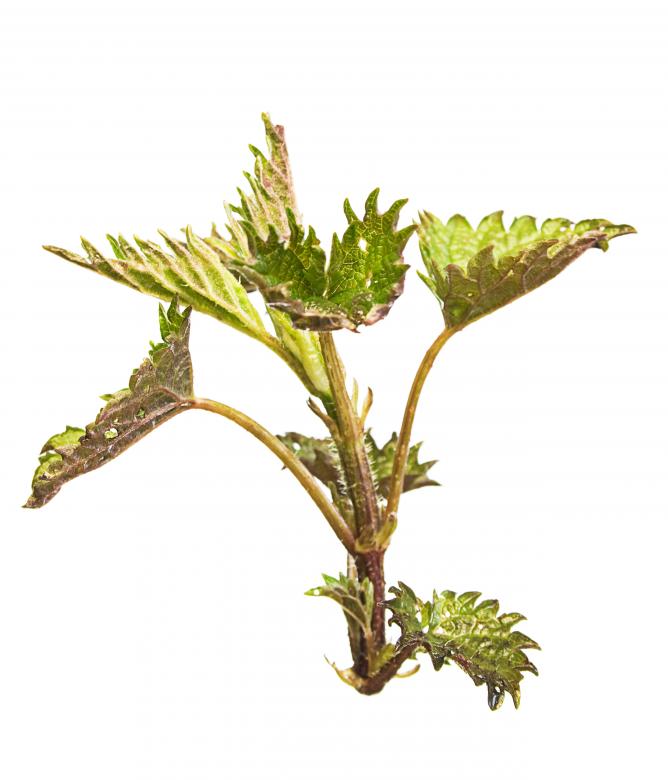 Free stock image of Green Plant created by 2happy