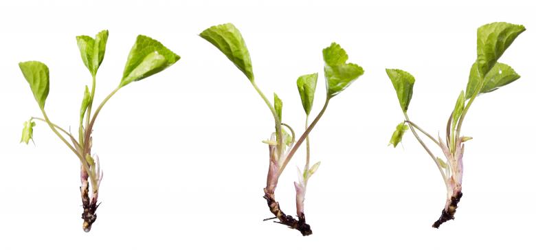 Free stock image of Green Plants with Roots created by 2happy