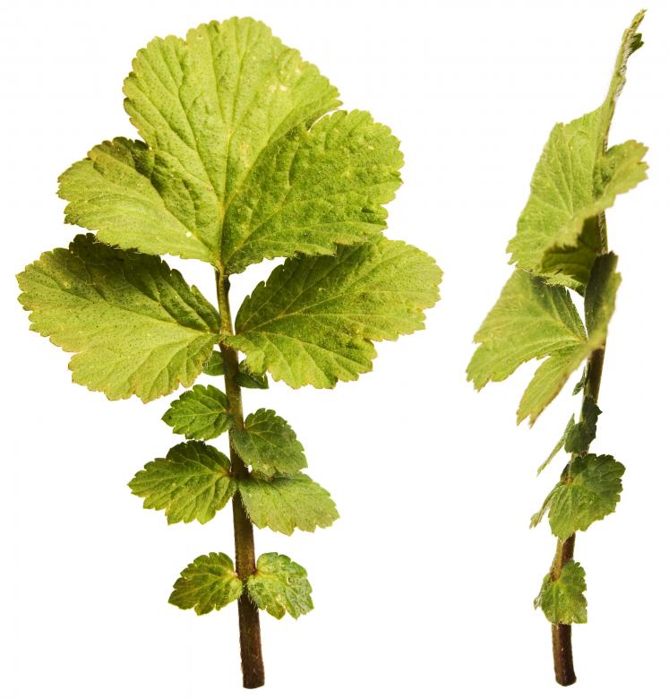 Free stock image of Green Plants created by 2happy