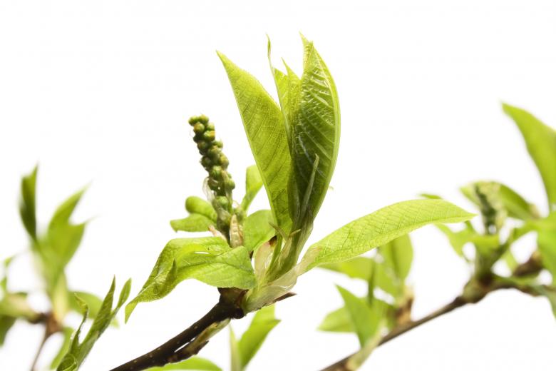 Free stock image of Green Plants created by 2happy