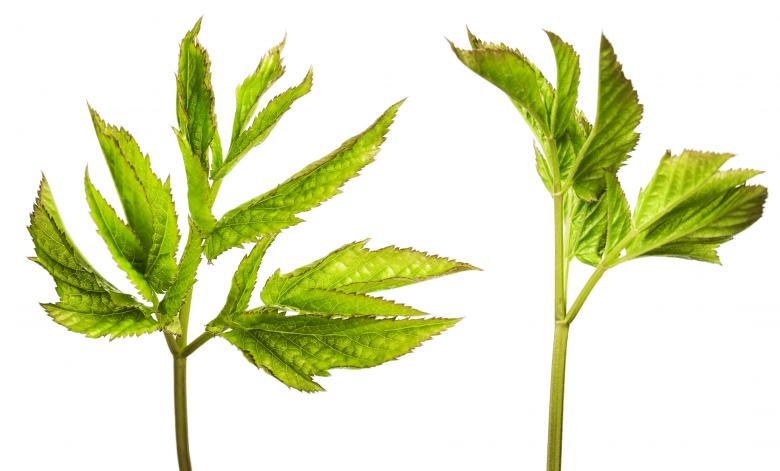 Free stock image of Green Plants created by 2happy