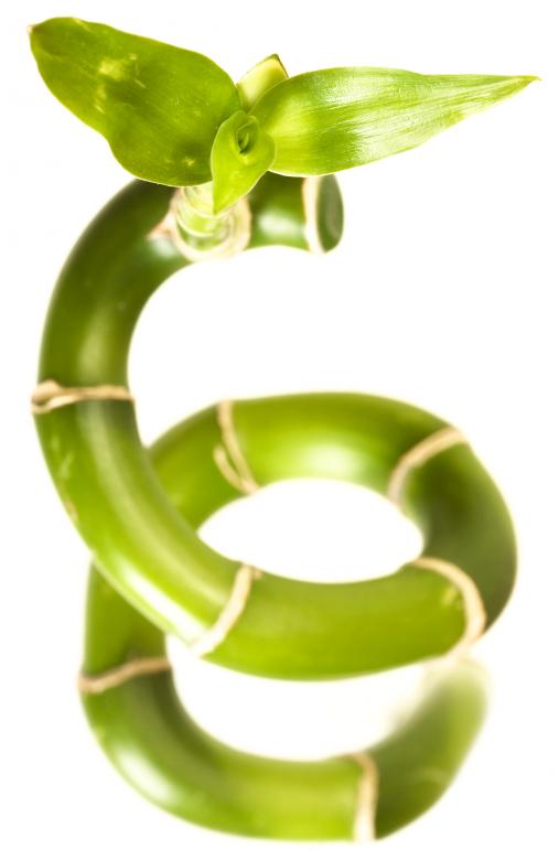 Free stock image of Isolated plant created by 2happy