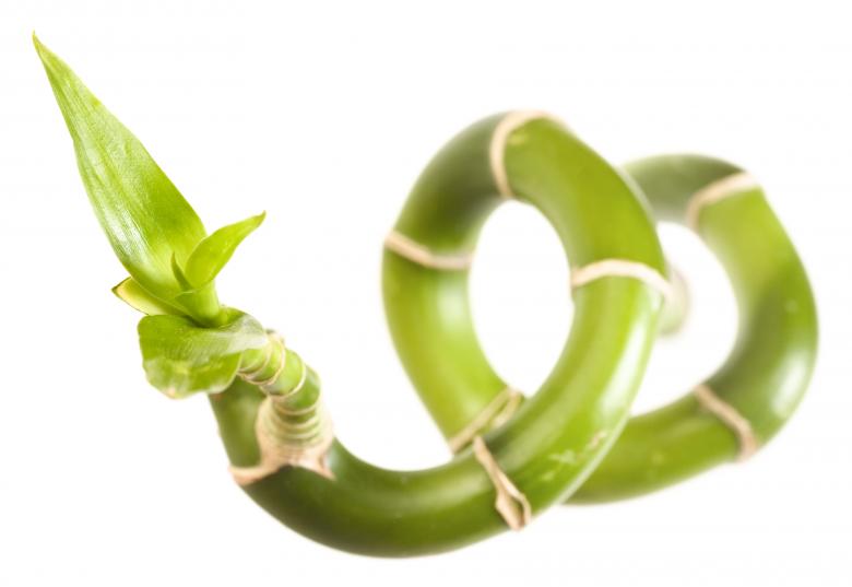 Free stock image of Isolated plant created by 2happy