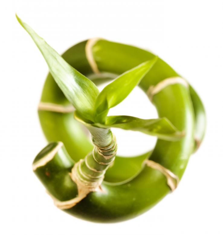 Free stock image of Isolated plant created by 2happy
