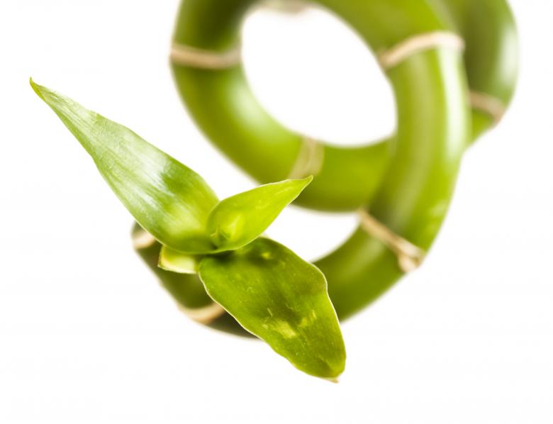 Free stock image of Isolated plant created by 2happy