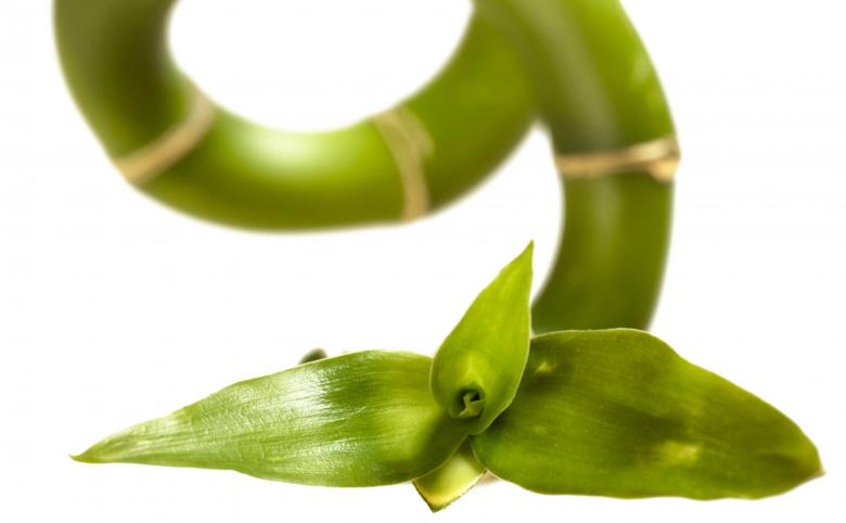 Free stock image of Isolated plant created by 2happy