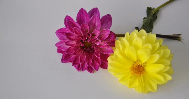 Free stock image of Two Beautiful Flowers created by Bilal Aslam