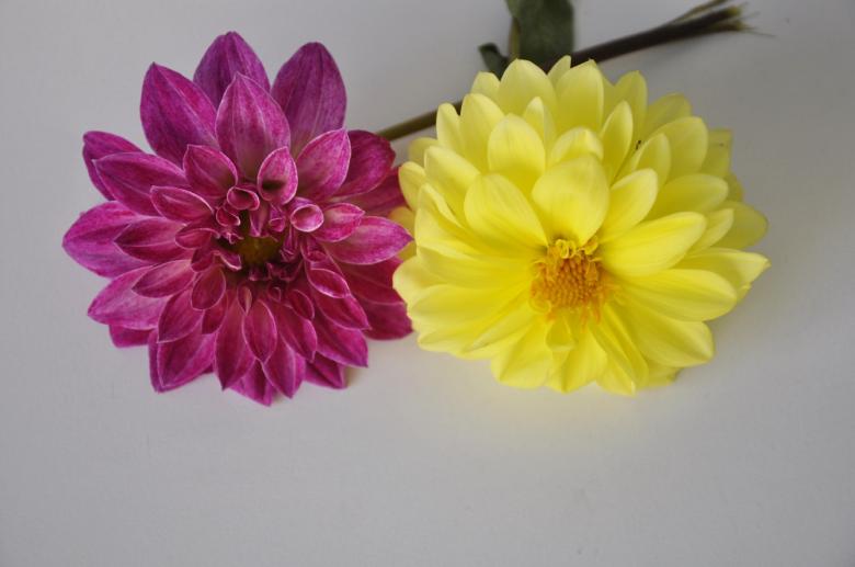 Free stock image of Two Beautiful Flowers created by Bilal Aslam
