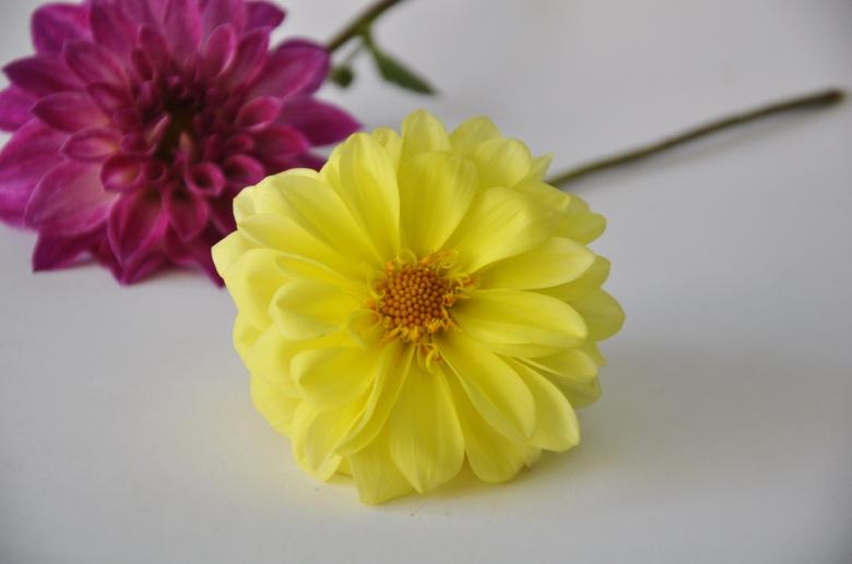 Free stock image of Beautiful Flowers created by Bilal Aslam