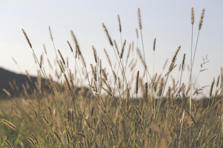 Free stock image of Wild Plants created by Mili Vigerova