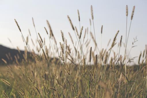 Wild Plants