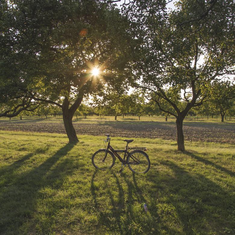 Free stock image of Bike in the Field created by Mili Vigerova
