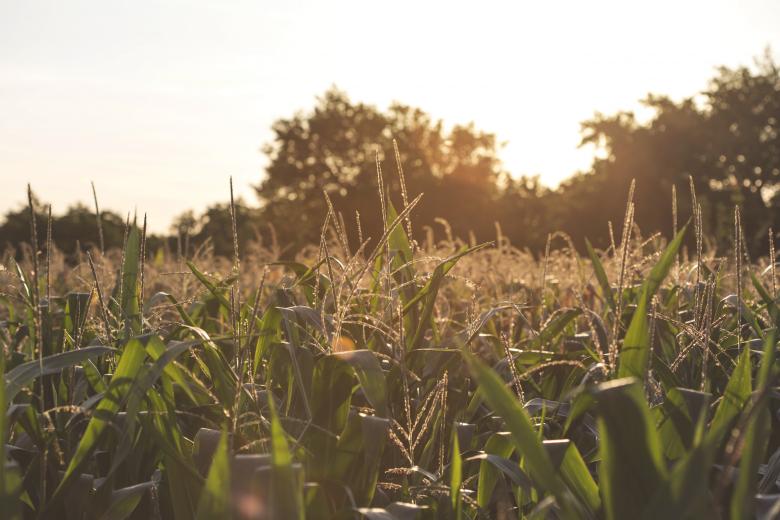 Free stock image of Wild Grass Field created by Mili Vigerova