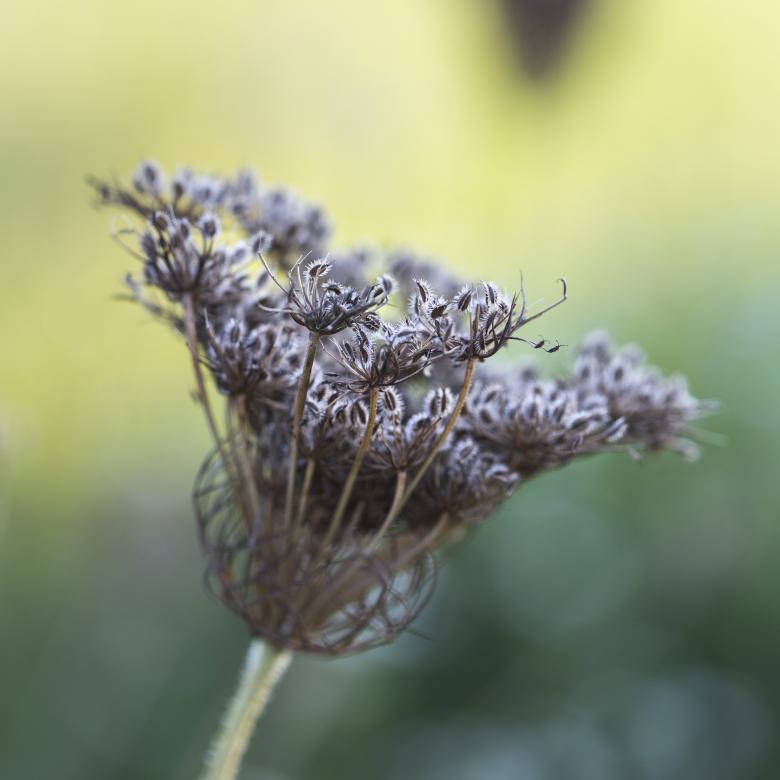 Free stock image of Wild Flower created by Mili Vigerova