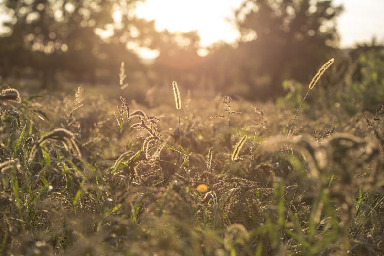 Free stock image of Wild Grass Closeup created by Mili Vigerova