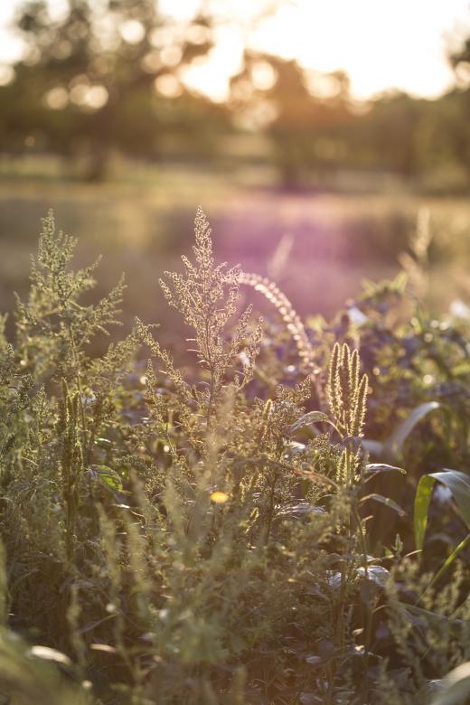 Free stock image of Wild Grass Closeup created by Mili Vigerova