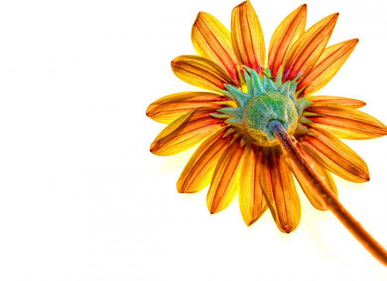 Free stock image of Gerber flower and stalk created by Jack Moreh