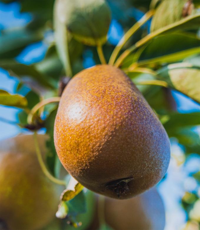Free stock image of Pear created by Alen