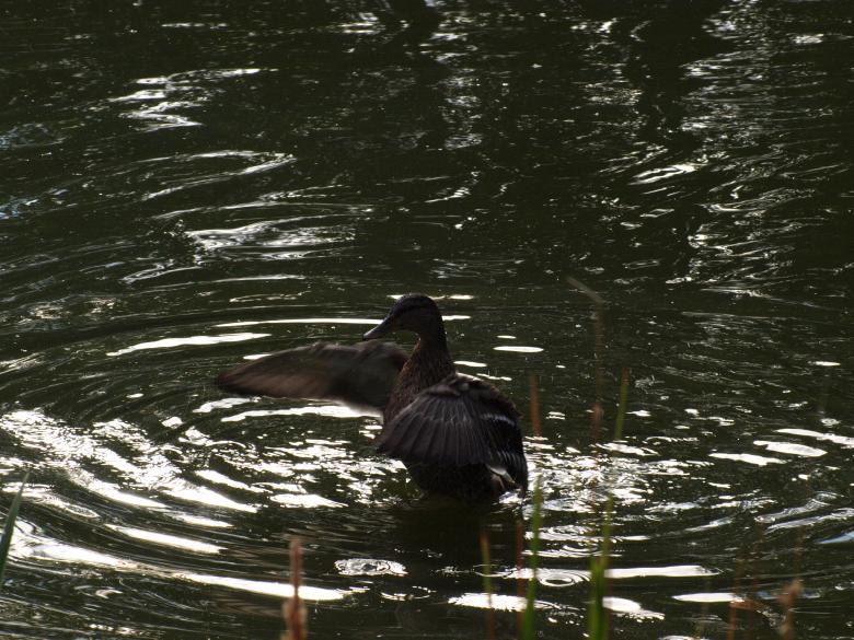 Free stock image of Duck created by Marko Mäkinen