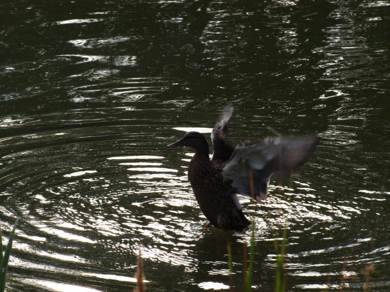 Free stock image of Duck created by Marko Mäkinen