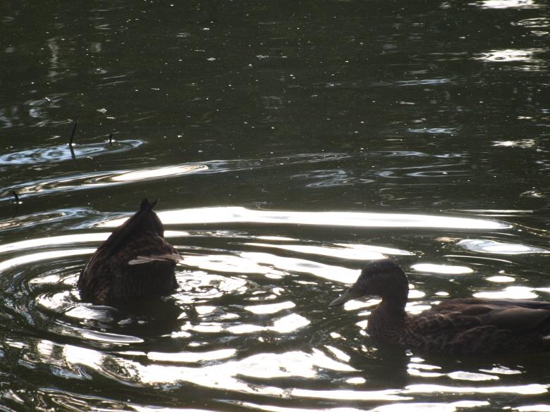 Free stock image of Ducks created by Marko Mäkinen