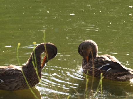 Free Stock Photo of Ducks