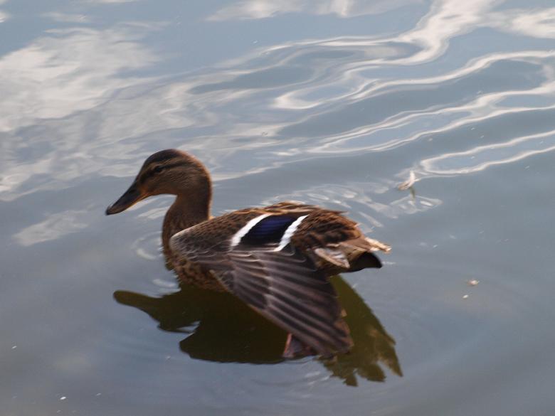 Free stock image of Duck created by Marko Mäkinen